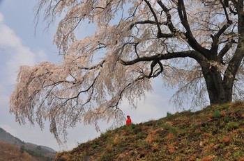発地の桜.jpg