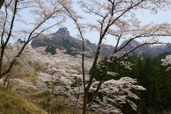 s-山桜２.jpg